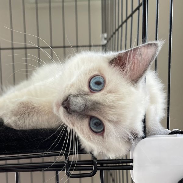 A Ragdoll cat showing love