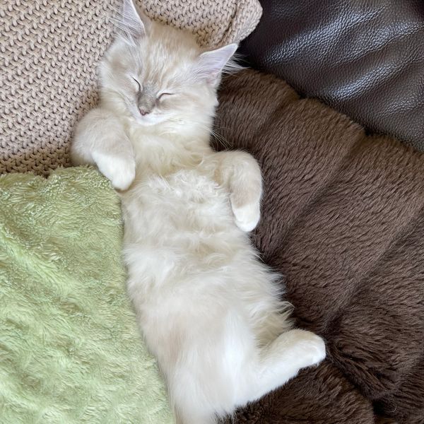 Ragdoll sunbathing on the couch