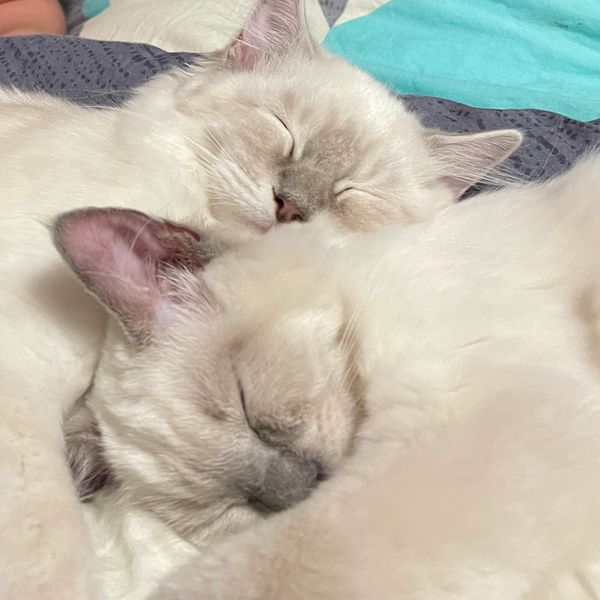 Ragdoll Cats sleeping next to their best 'human' friend