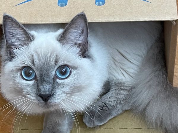 A Ragdoll cat and her box house