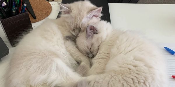 Ragdoll cats are all heart