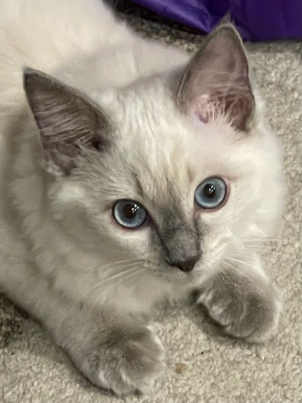 Ragdoll cat staring into your soul