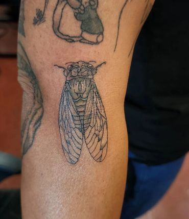 Detailed cicada tattoo on arm.