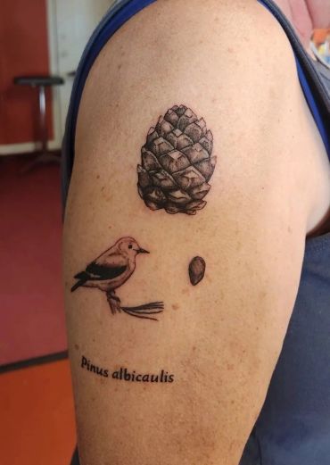 Bird and pinecone illustration tattoo.