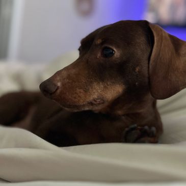 Dachshund, dachshund treats, treats small dog, miniature dachshund, mini , small dogs, safe 