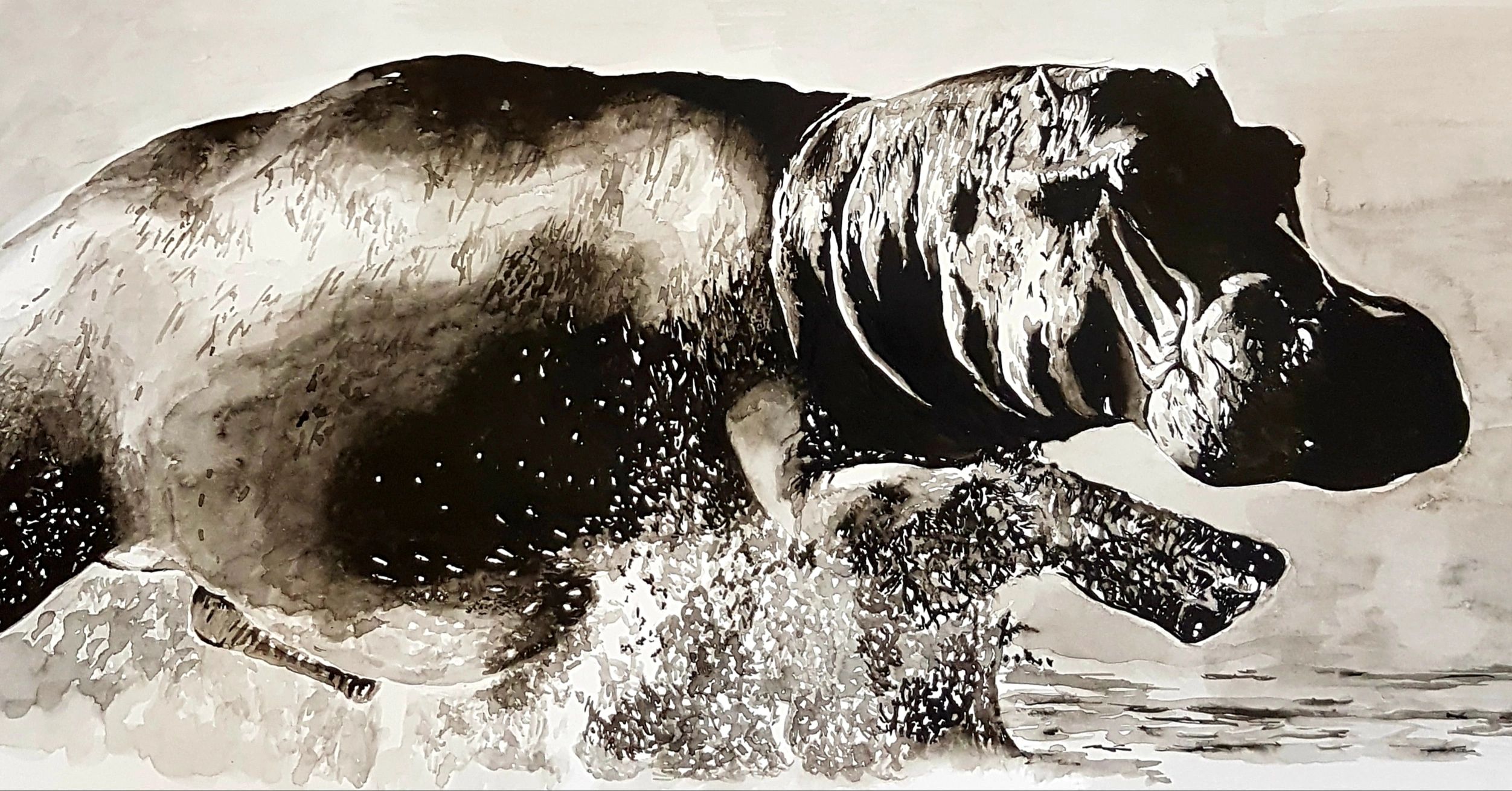 Monochrome A3 watercolour painting of a Hippopotamus.