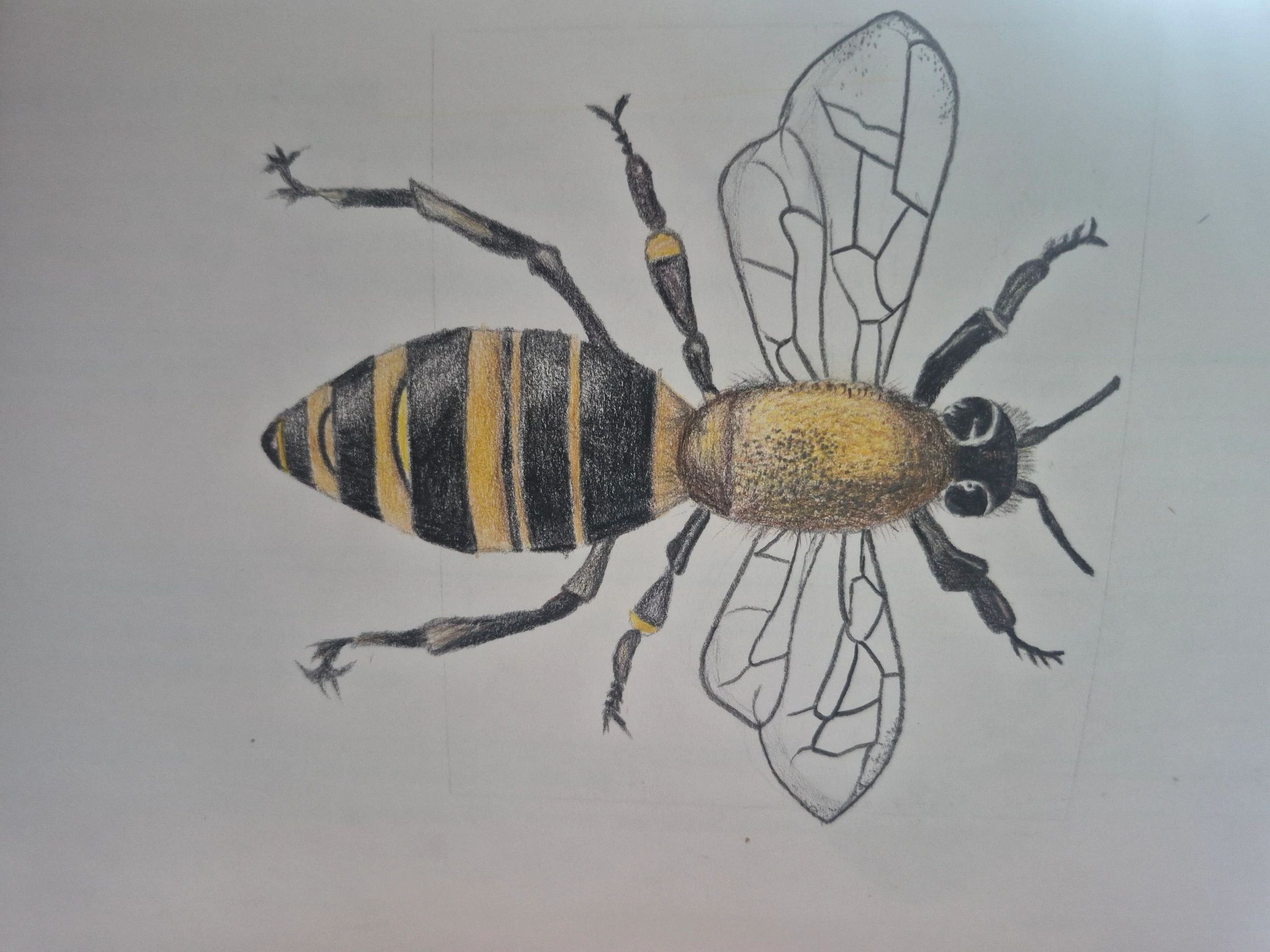 Detailed hand-drawn bee with yellow and black stripes and outlined wings.
