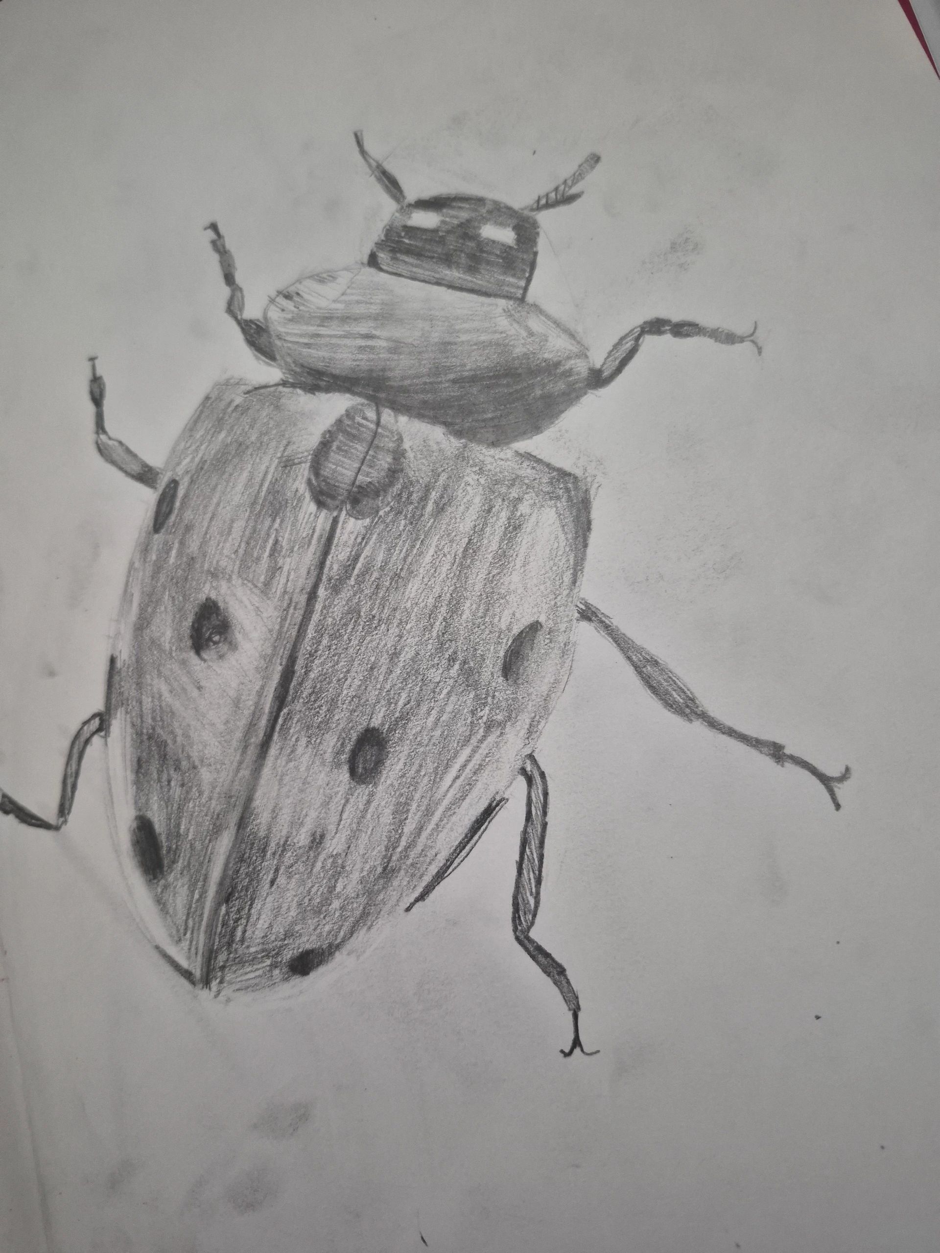 Pencil sketch of a ladybug with detailed legs and spots.