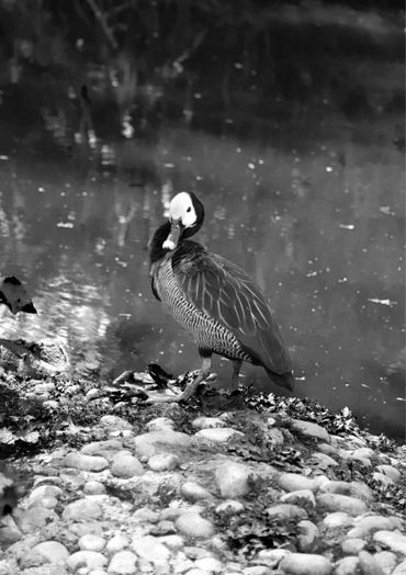 A bird preening by a rocky water edge in black and white.