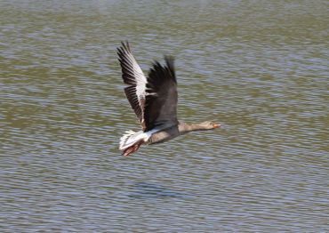 A bird with brown and white feathers flying over water.