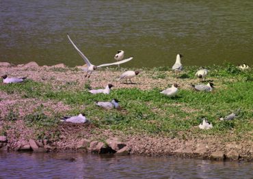 Seagulls resting and flying near a grassy riverbank.