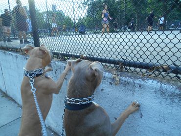 Just two doggos watching a handball game. Dad says we can chase the balls around later!! 