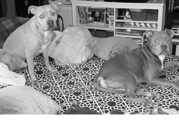 Just us boys on dads bed. He makes it and we breaks it!! 