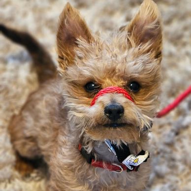 K9 Paws Behavior Dog Training Private Puppy Training