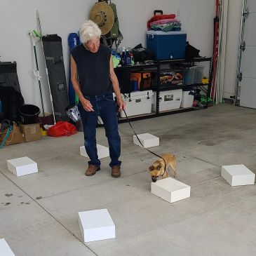 Intro To AKC Scent Work at K9 Paws Behavior Training