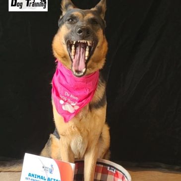Animal Actors at K9 Paws Behavior Training