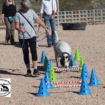 Canine Conditioning Fitness Class at K9 Paws Behavior Training