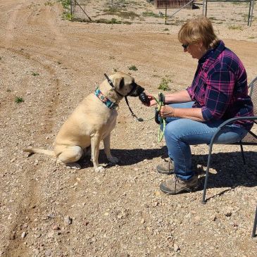 Winning With Your Dog at K9 Paws Behavior Training