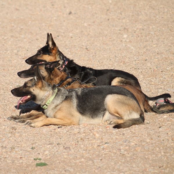 K9 Paws Behavior Dog Training Private E-Collar Training
