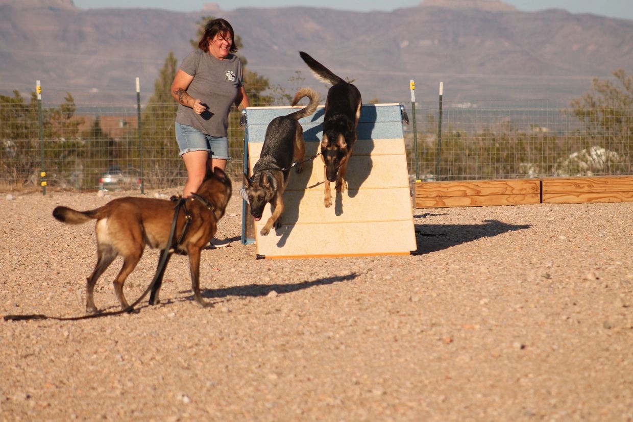 K9 Paws Behavior Dog Training Home