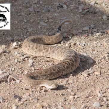 Rattlesnake Avoidance Training at K9 Paws Behavior Training