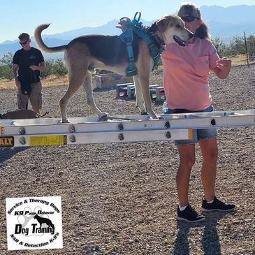 SAR Agility Skills at K9 Paws Behavior Training