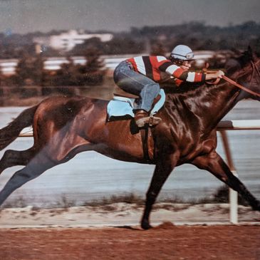 Here I am working Ship's Doctor on the Belmont training track in NY
Photo by https://www.red bubble.