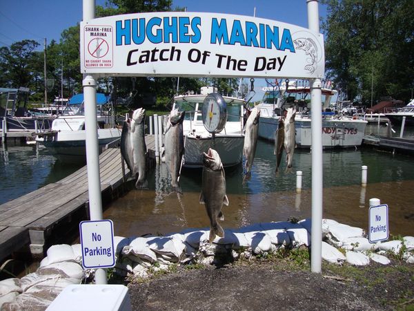 Fish types in Sodus Bay