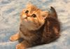 Shaded golden tabby. Exotic female. 2 months old. 