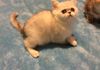 Shaded silver female exotic. 2 months old. 