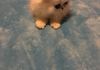 Female shaded silver Persian. 2 months old. 