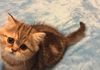 Shaded golden tabby. Female exotic. 2 months old. 