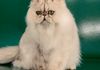 GCH McJax Casper the friendly cat 