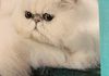 GCH McJax Casper the friendly cat 
