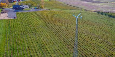 Wind turbine in the vineyards.