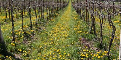 Grass, dandelions and other plants in a row of grapevines.