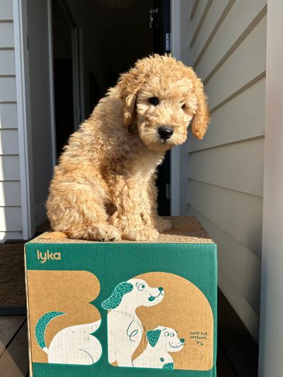 Curly-haired puppy sitting on a Lyka pet food box.