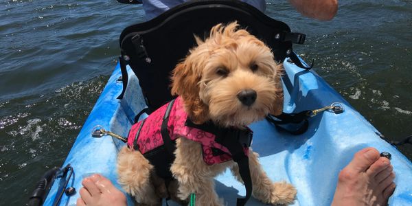 Labradoodle puppy on a paddle board