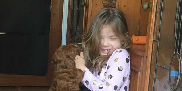 Child with a labradoodle puppy