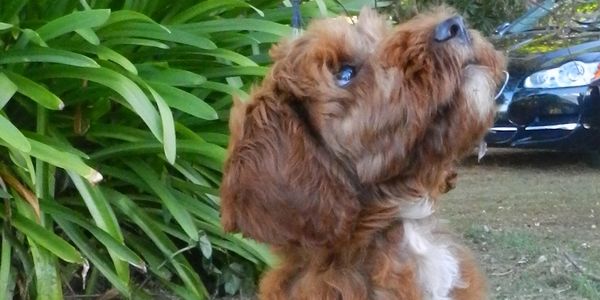 Labradoodle puppy