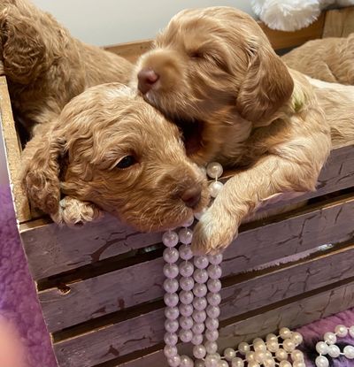 Two adorable puppies resting with a string of pearls in a wooden crate.