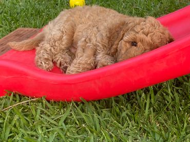 Labradoodle puppy on a slide