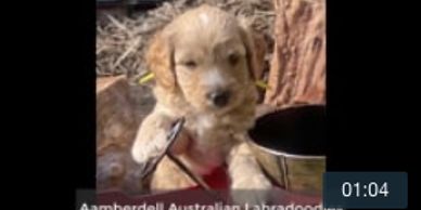 Labradoodle puppy