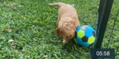 Labradoodle puppy playing