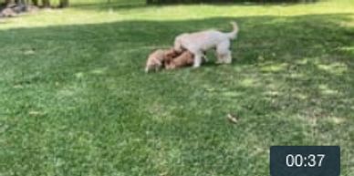 Labradoodle mother with her puppies