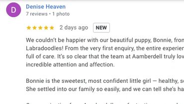 Review praising Aamberdell Labradoodles and their puppy Bonnie.