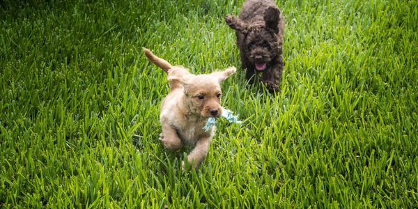 Labradoodle puppies