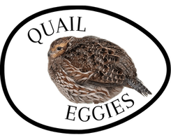 Quail Eggies