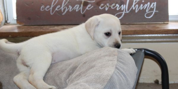 White puppy lying on a towel on a bench.