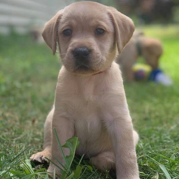 Adorable Labrador puppy sitting on grass.